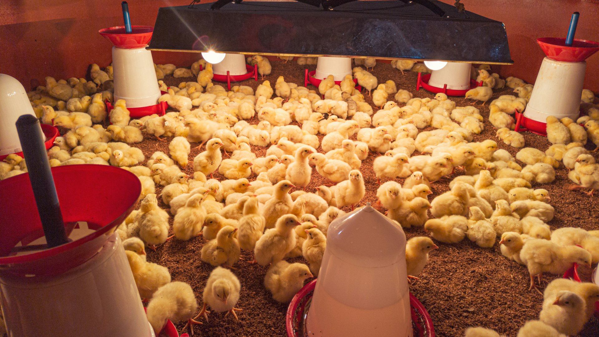 Aves em galpão de criação