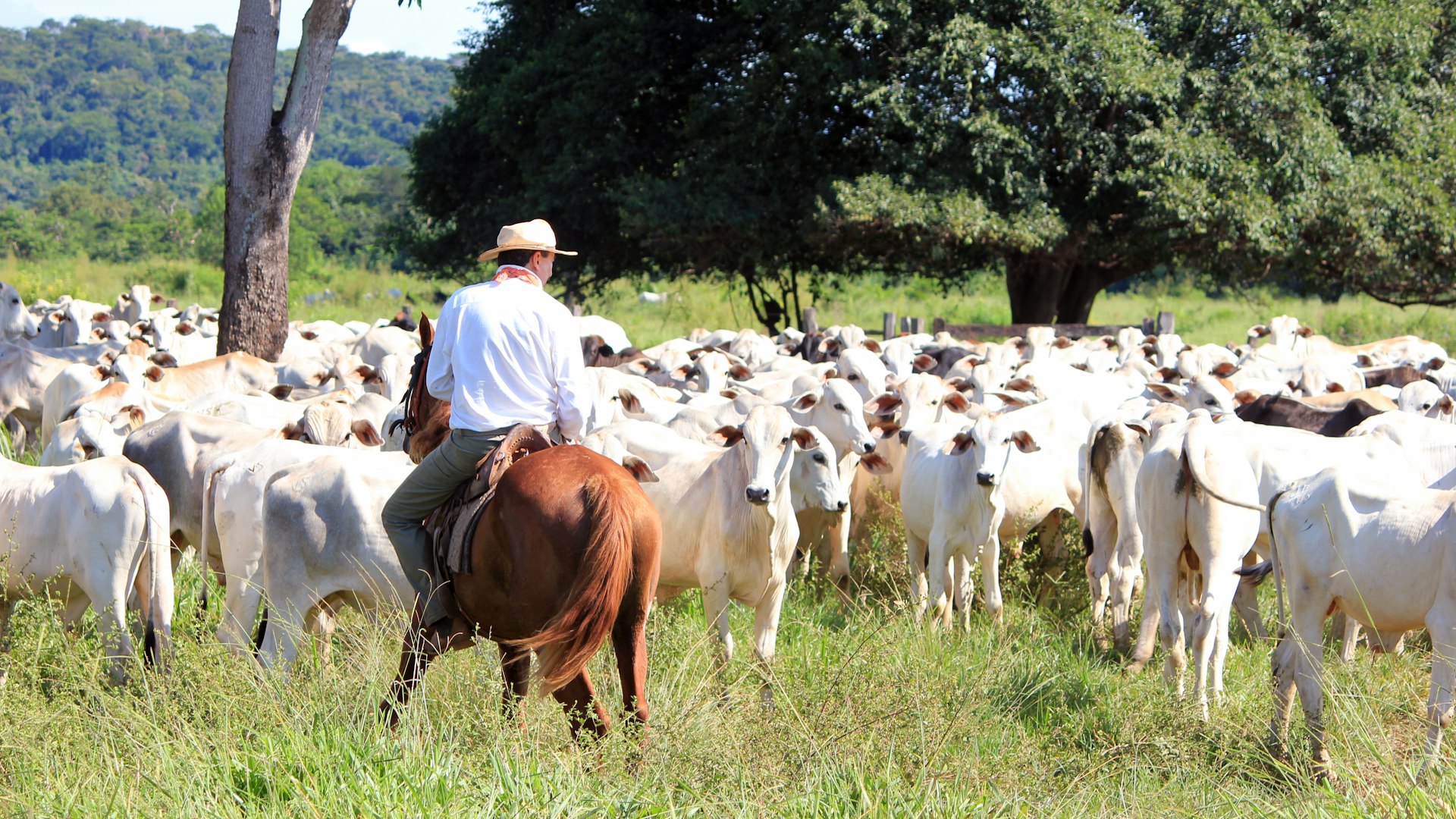 Gado nelore no pasto com vaqueiro a cavalo