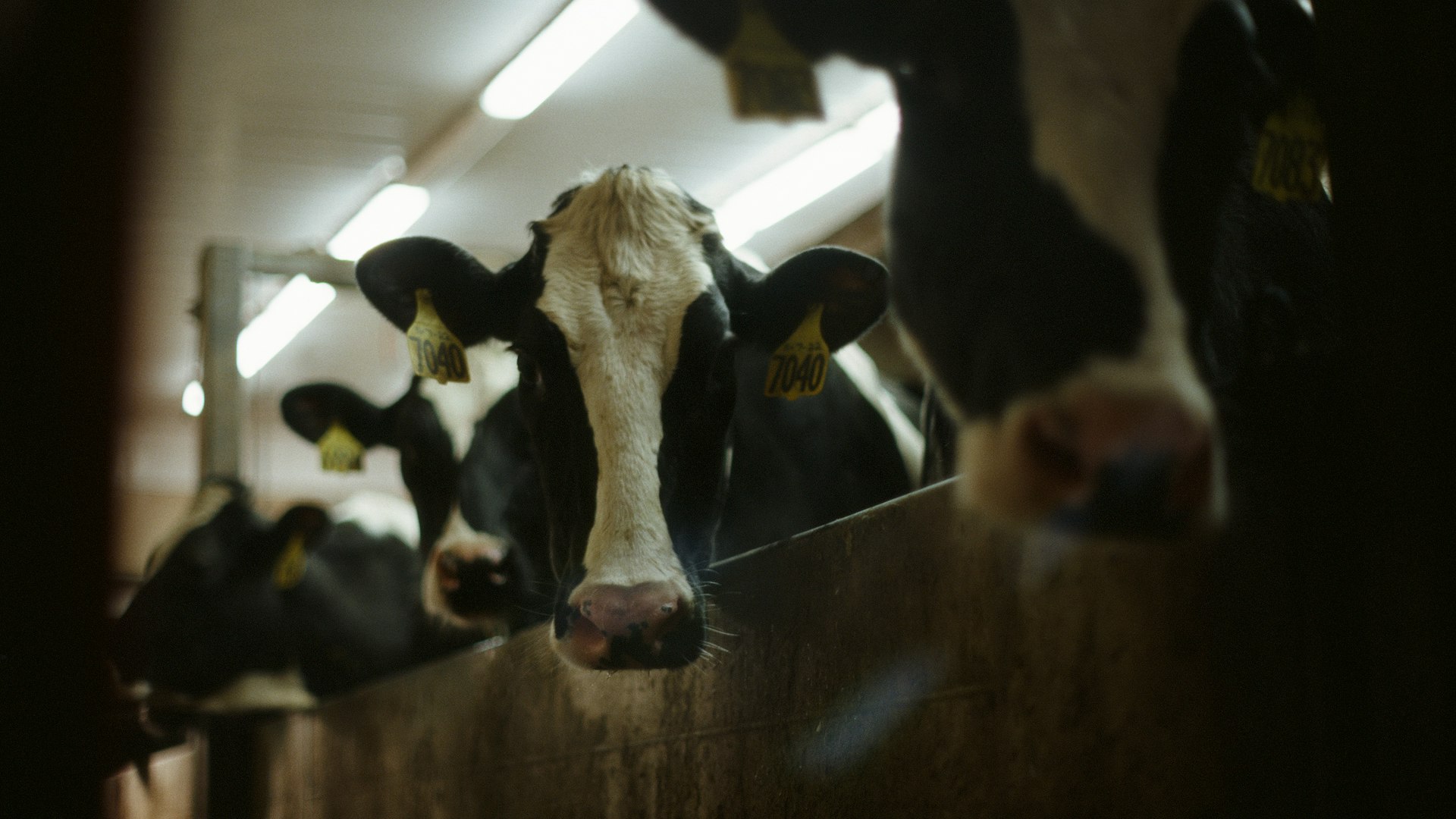 Vacas leiteiras em galpão iluminado